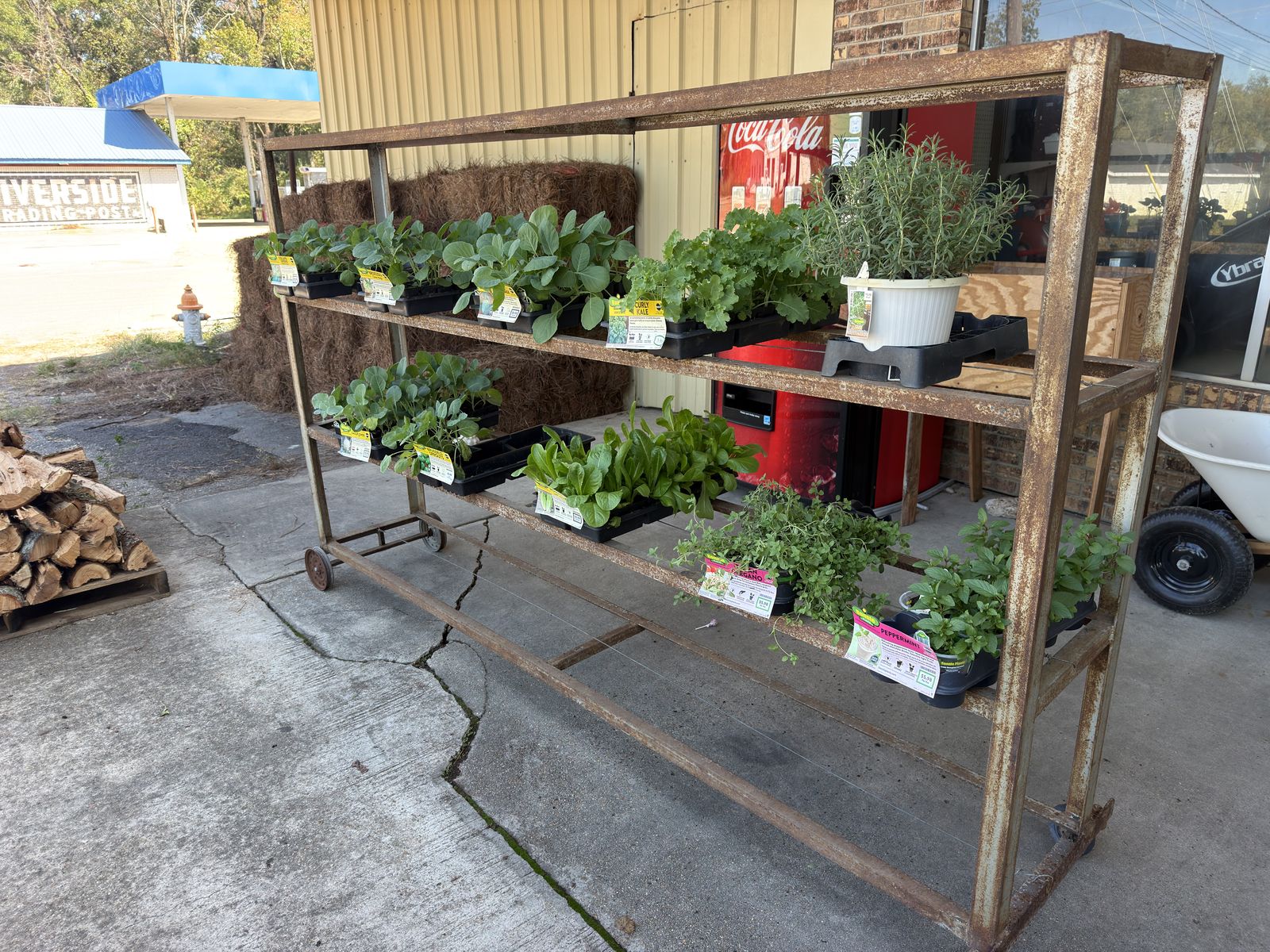 Nursery rack of kale, herbs, and garden starts outside Feeders Milling